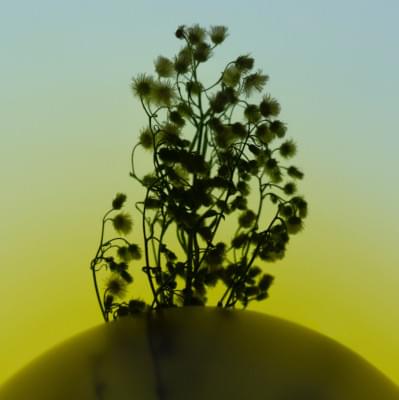 Transparences éphémères - Vergerette carré.jpg